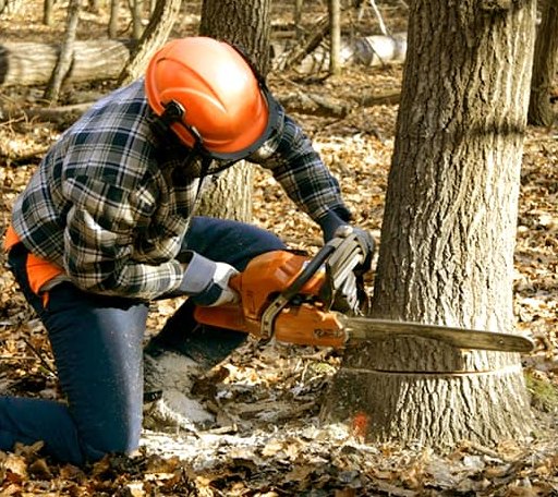 Tree Removal in Crystal Falls, MI